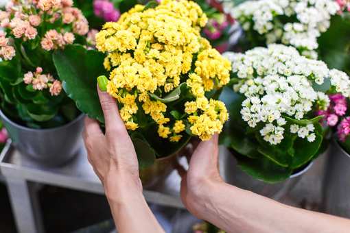 10 Best Garden Centers and Nurseries in Illinois!