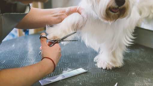 8 Best Pet Groomers in Illinois!